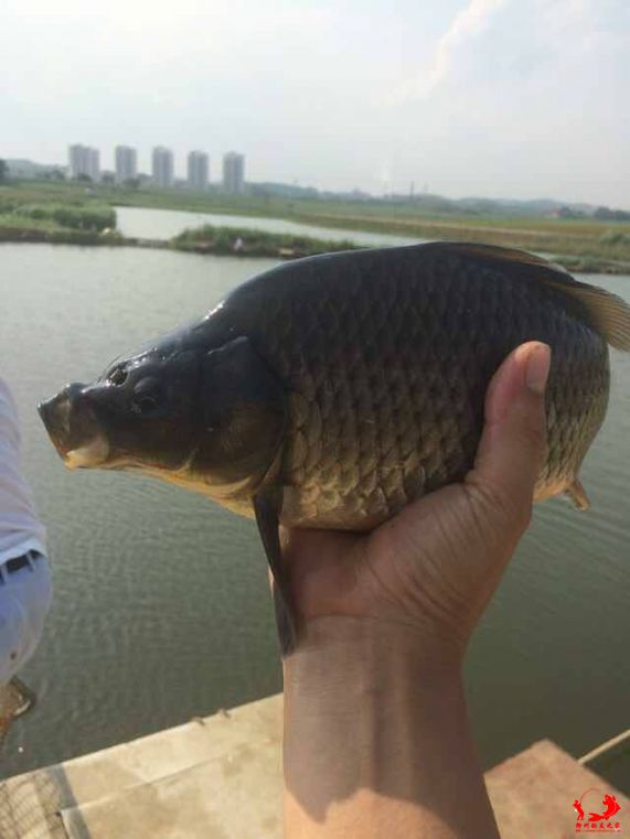 QQ图片20150529170701.jpg