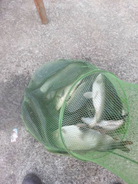 星期天的鱼获