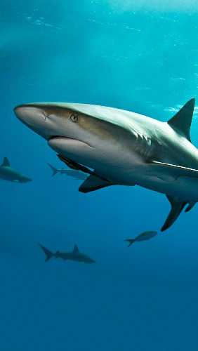 Picture_01_Shark.jpg