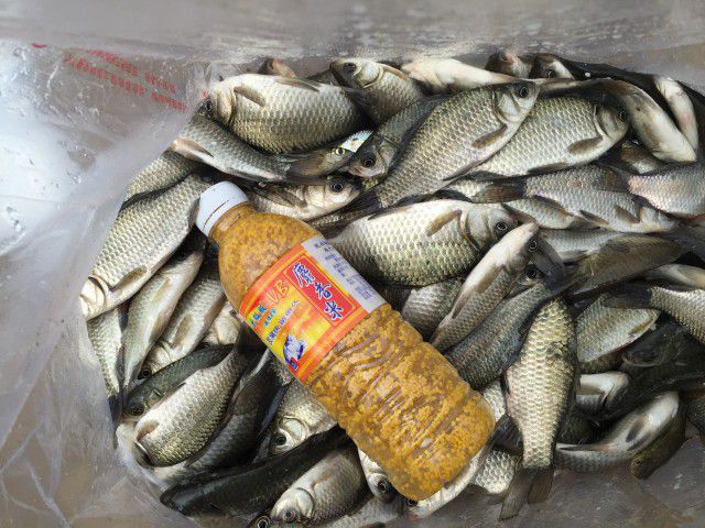 水库鲫鱼