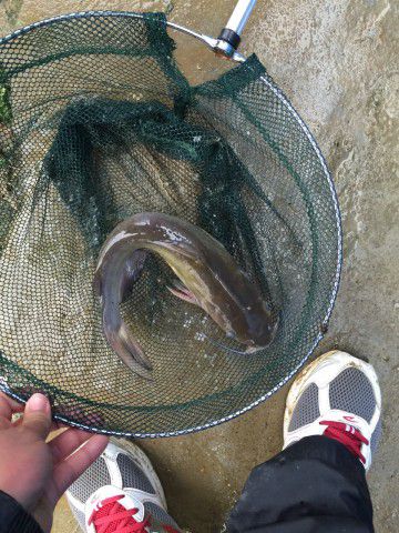 屯雷钓鲤鱼、鲫鱼头场，这家伙吃进嘴