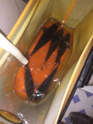 19号屯雷菜皮