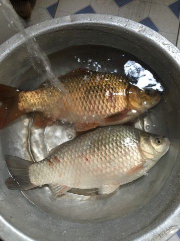 19号屯雷菜皮
