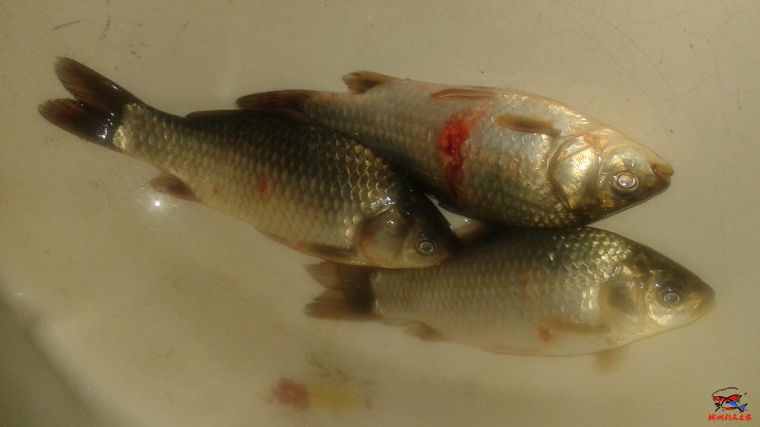 20160605_220900.jpg