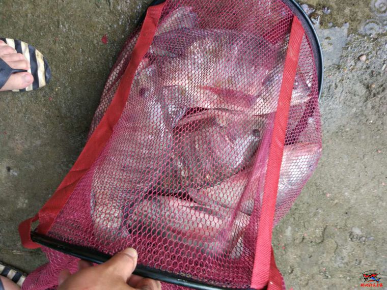 缃楅潪楸