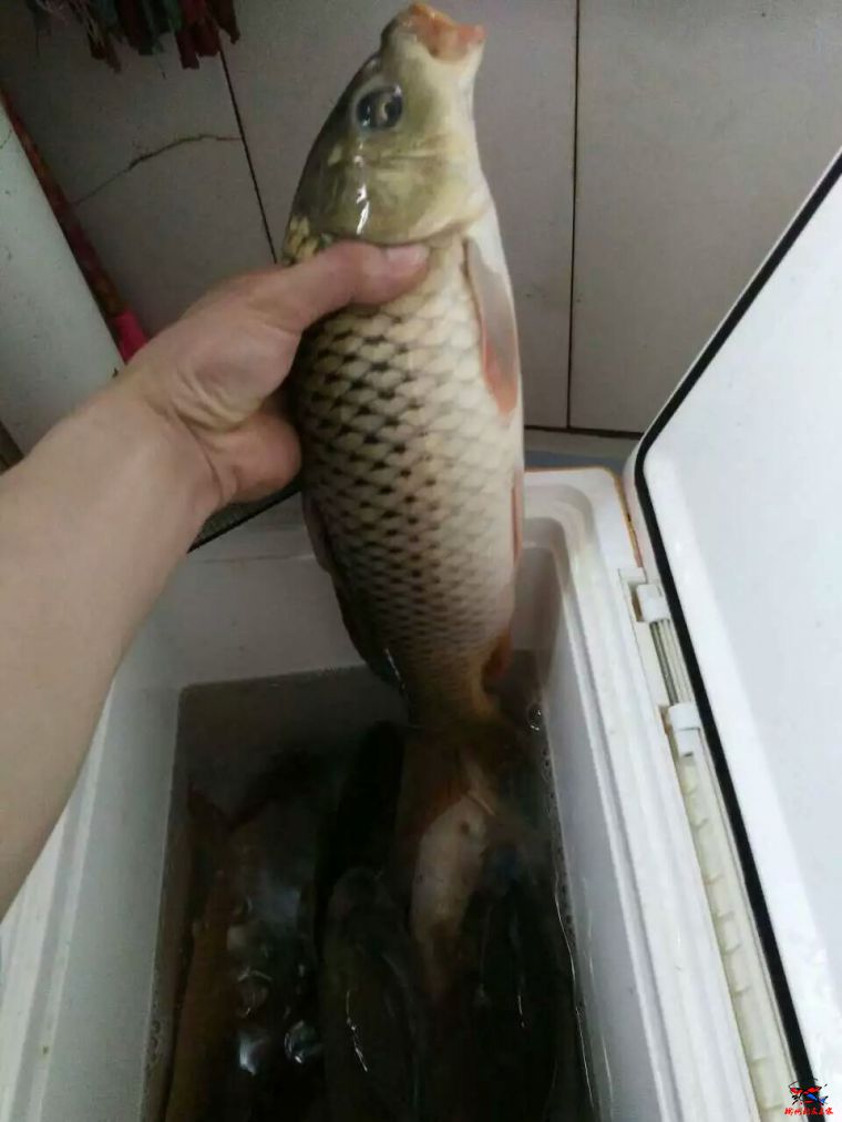 鲤鱼舒服