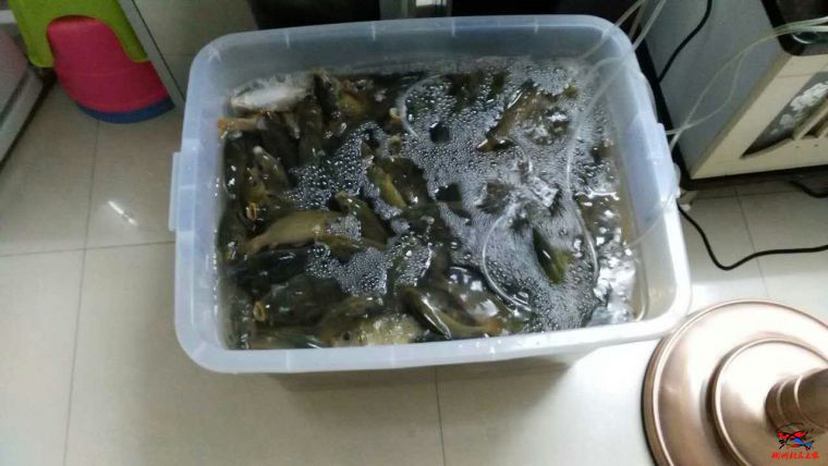 鱼箱太小装不完