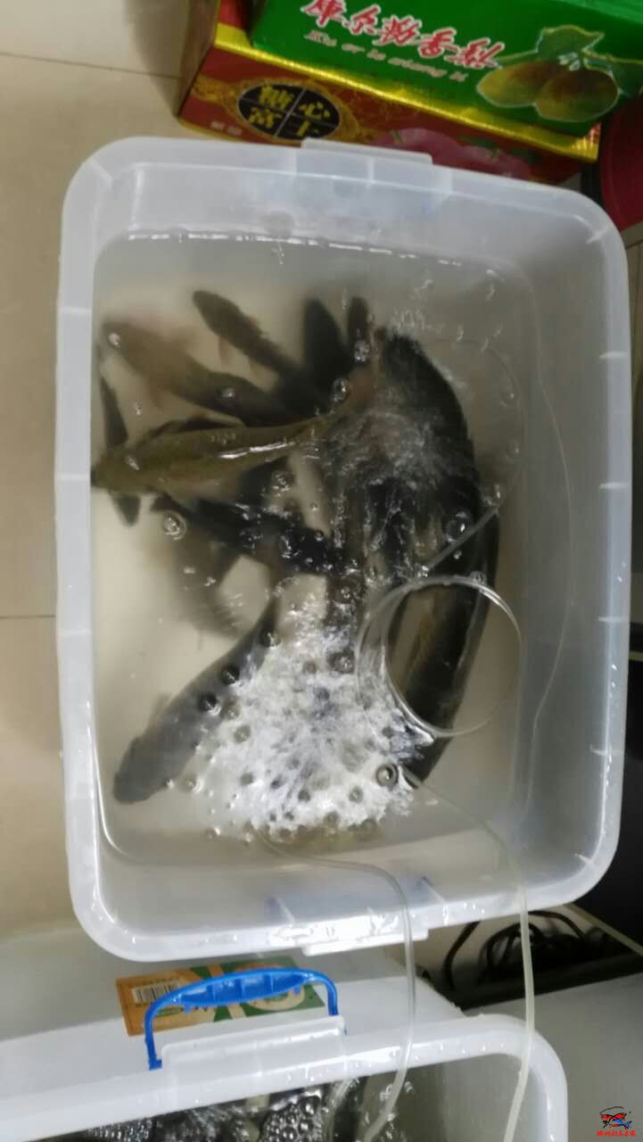 鱼获