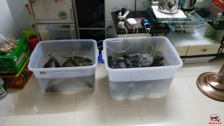 今天刚买的一个桶，排上用场了。