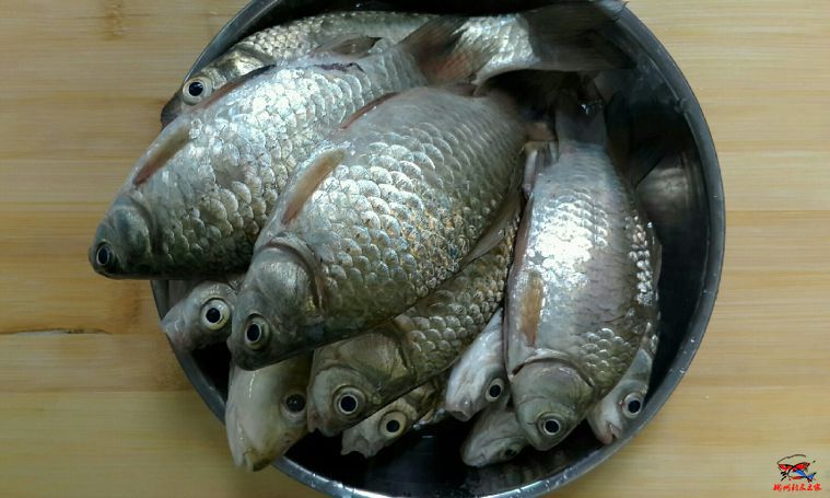 奶鲫