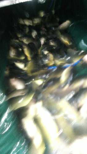 IMG_20170629_181335.jpg