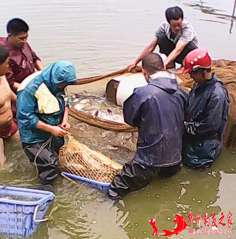 在水库抓鱼