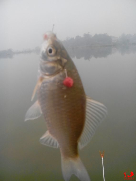 第一钩，正口小鲫