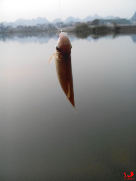 调皮的小肥仔