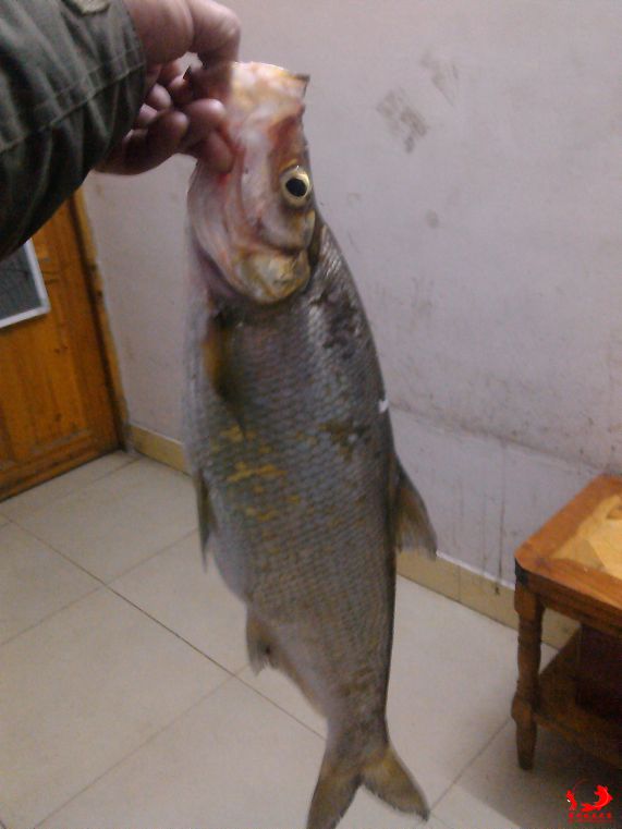 YP20140323223539.jpeg